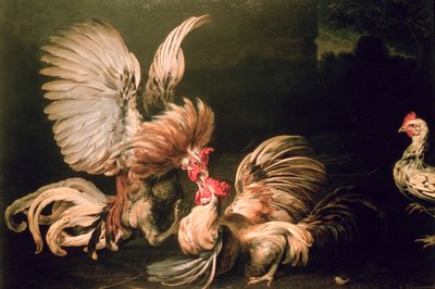 Combattimento di galli da Frans Snyders or Snijders